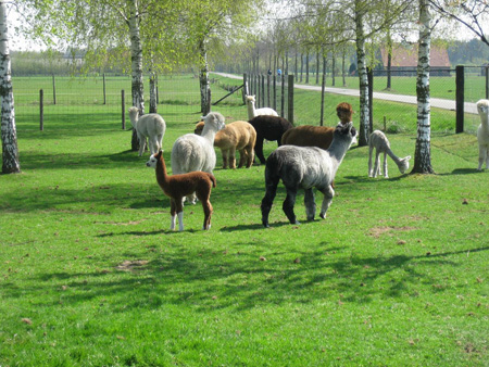 Afbeelding_506