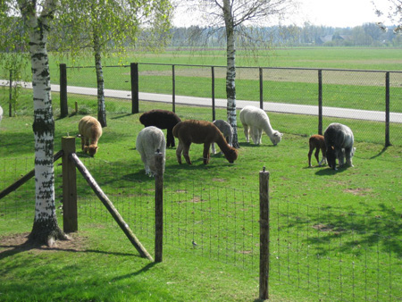 Afbeelding_507